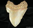 Bargain Inch Megalodon Tooth #1173-2
